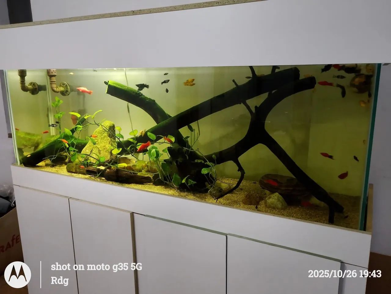 Aquário - Foto 2