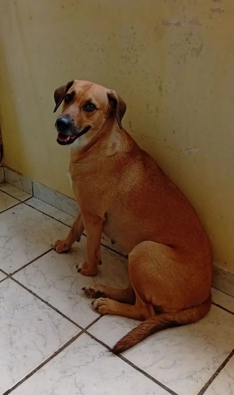 Adote Saphira e Jully - Foto 3