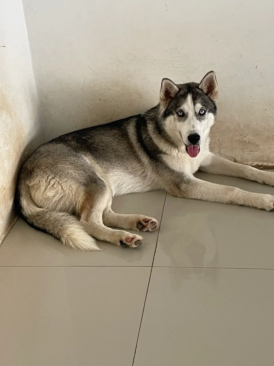 Lindo filhote de Husky Siberiano  - Foto 3