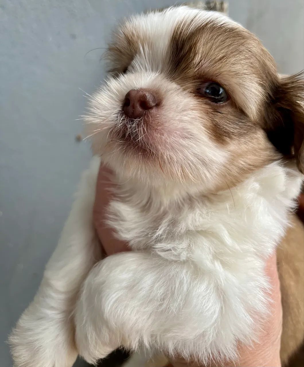 Shih Tzu - Foto 2