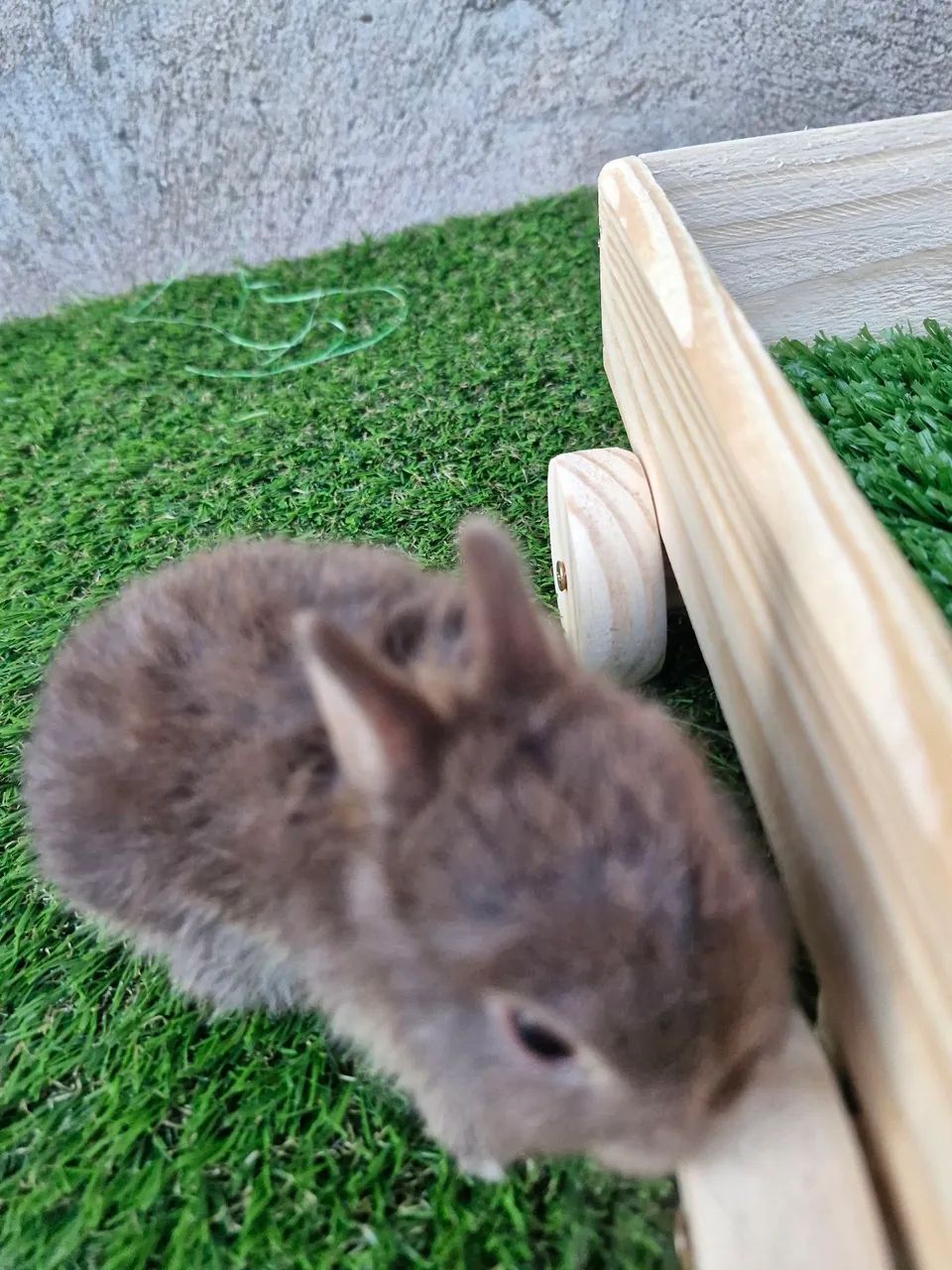 Mini coelhos disponíveis ? - Foto 3