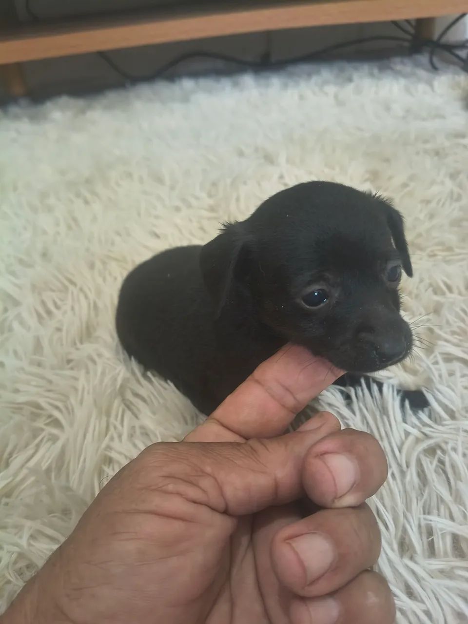 Pinscher 