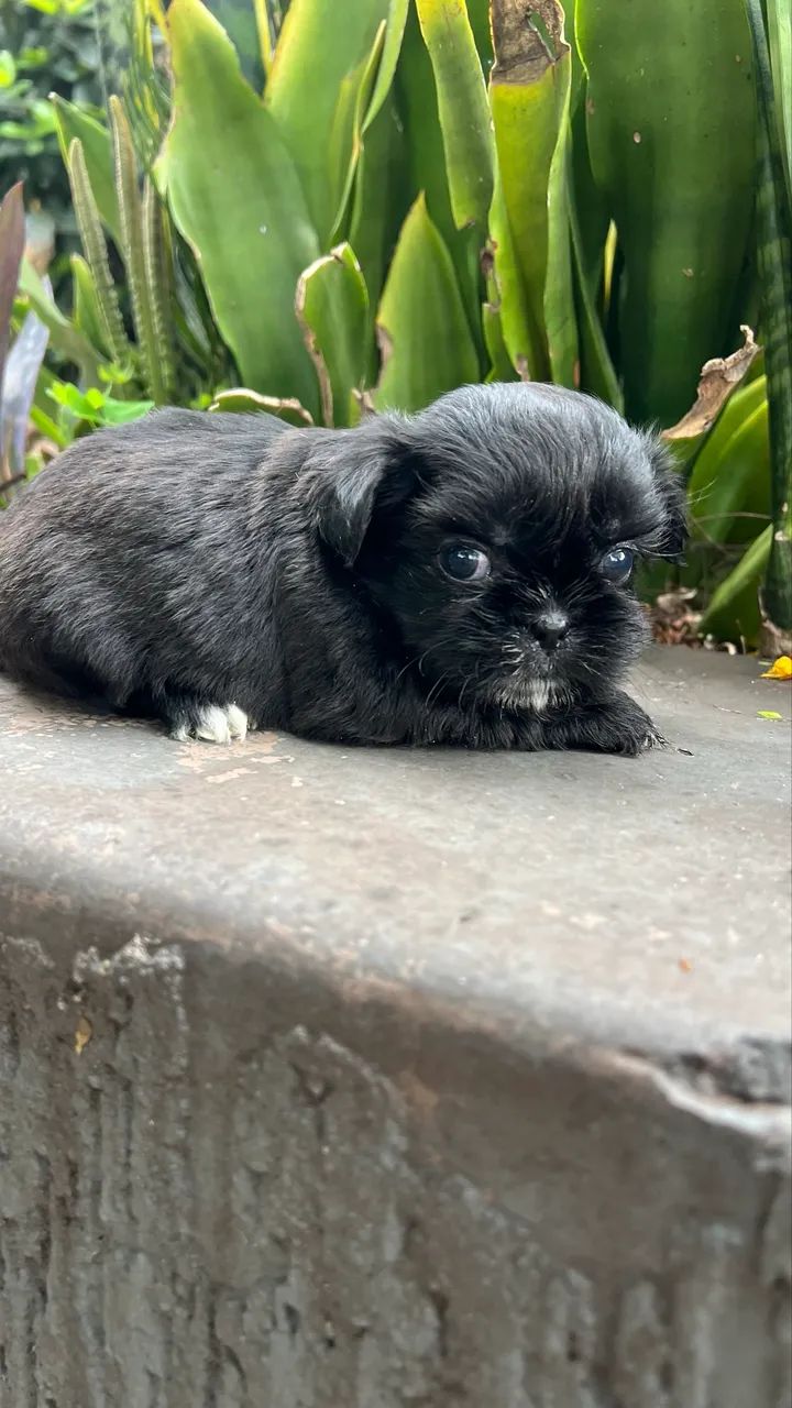 Shihtzu mini  - Foto 2