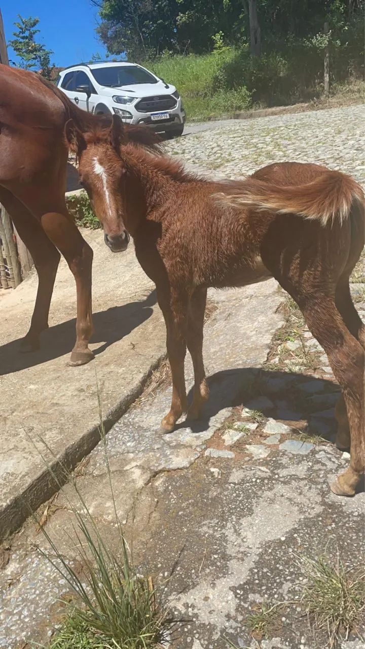 Potro Macho Quarto de Milha