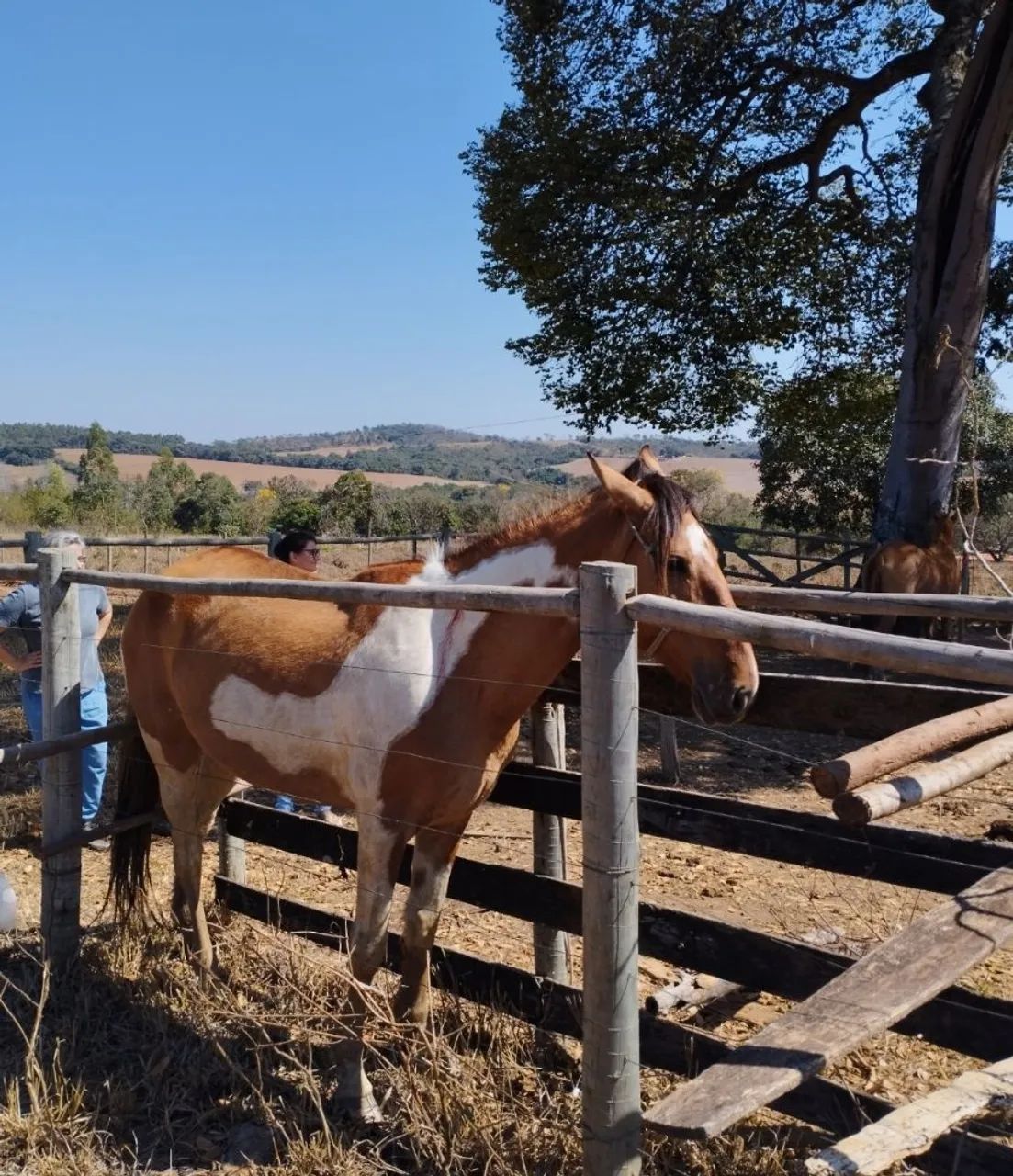 Égua Campolina _ cavalo - Foto 4