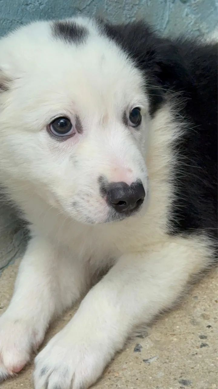 Border Collie @canilcfdog