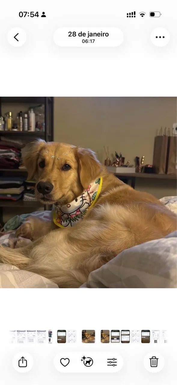 Golden retriever - Foto 5