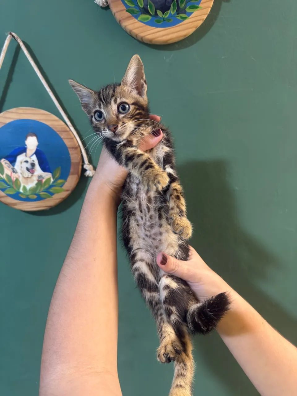 Bengal 