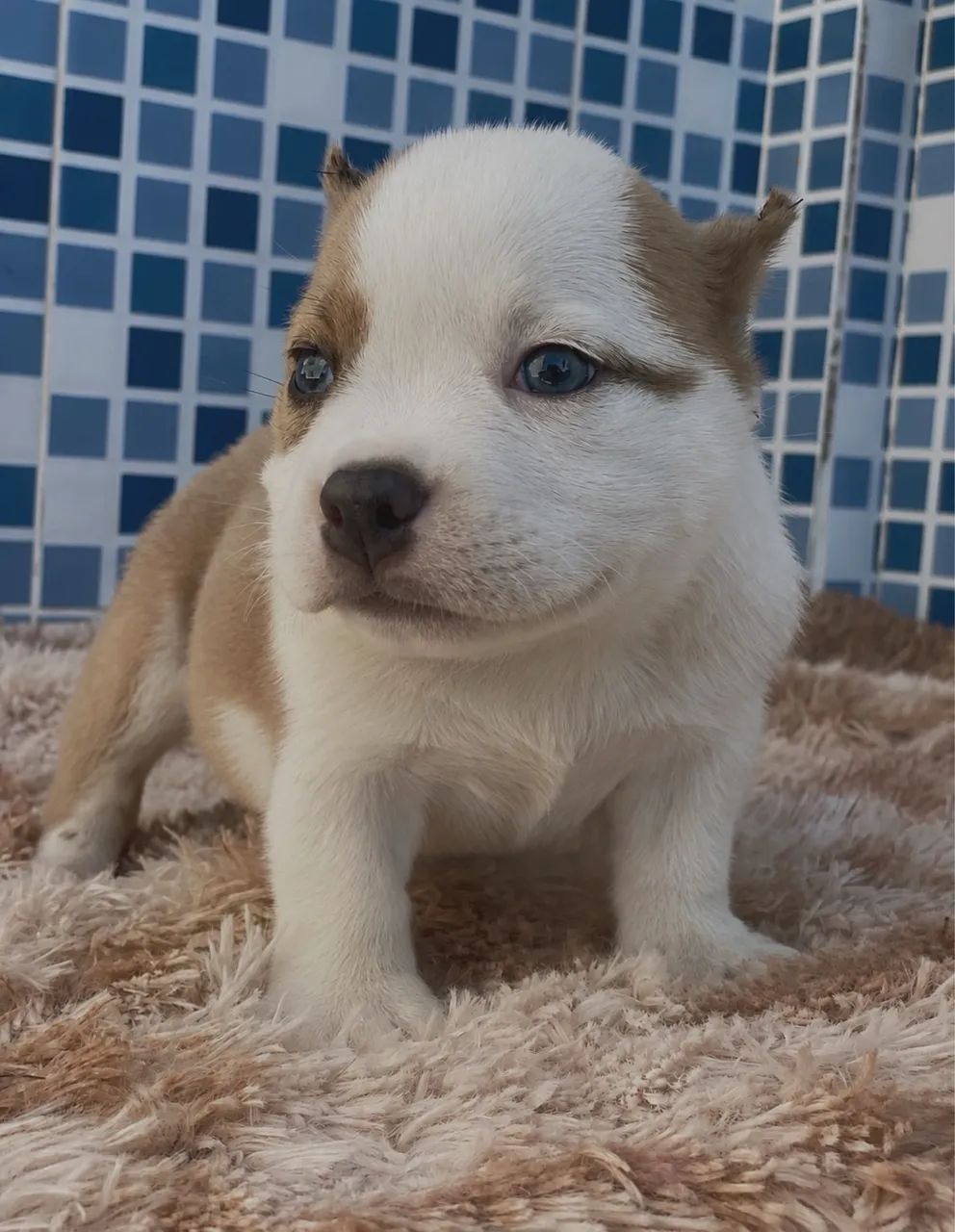 Américan bully micro  - Foto 3