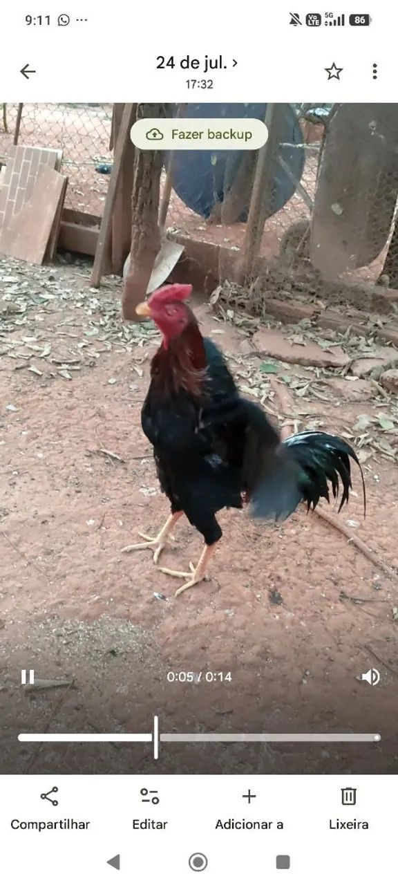 Frango bode - Foto 3