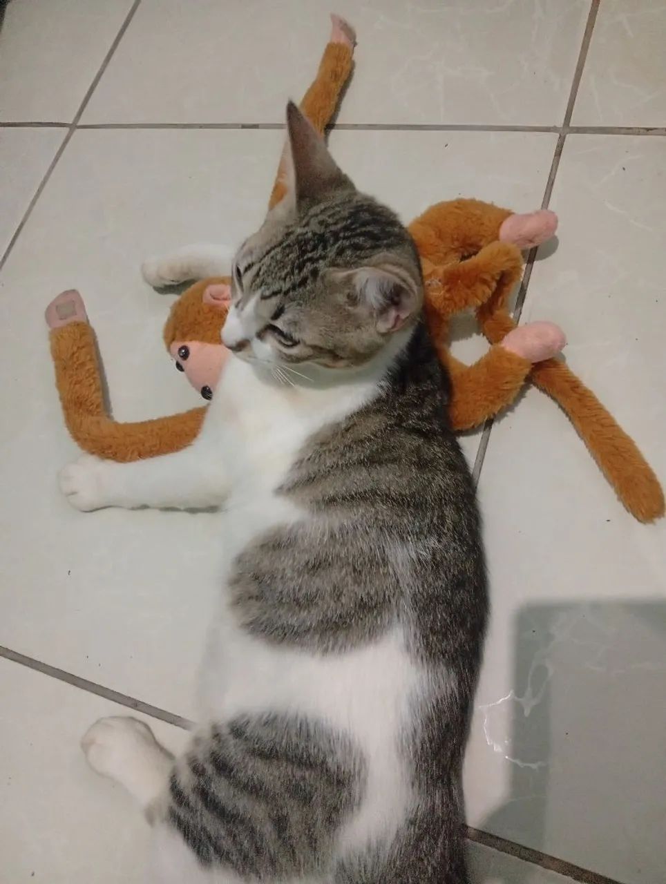 Doação de gato - Foto 4