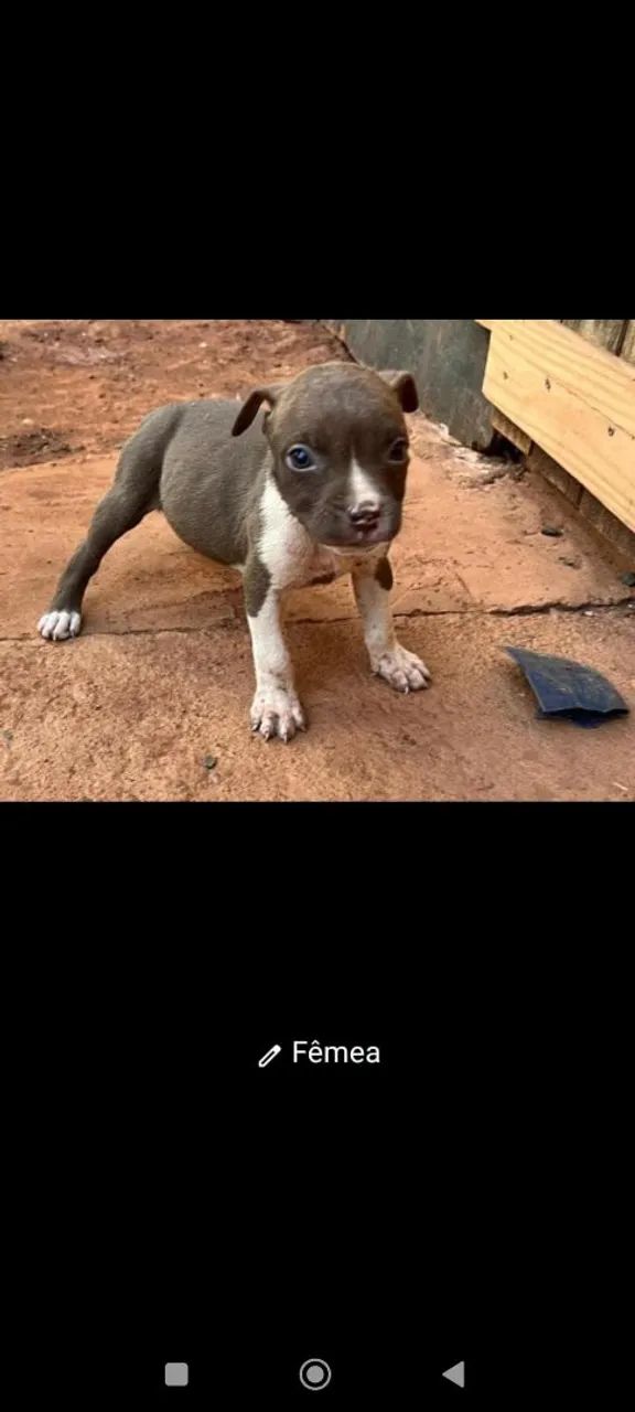 Pitbull  - Foto 4