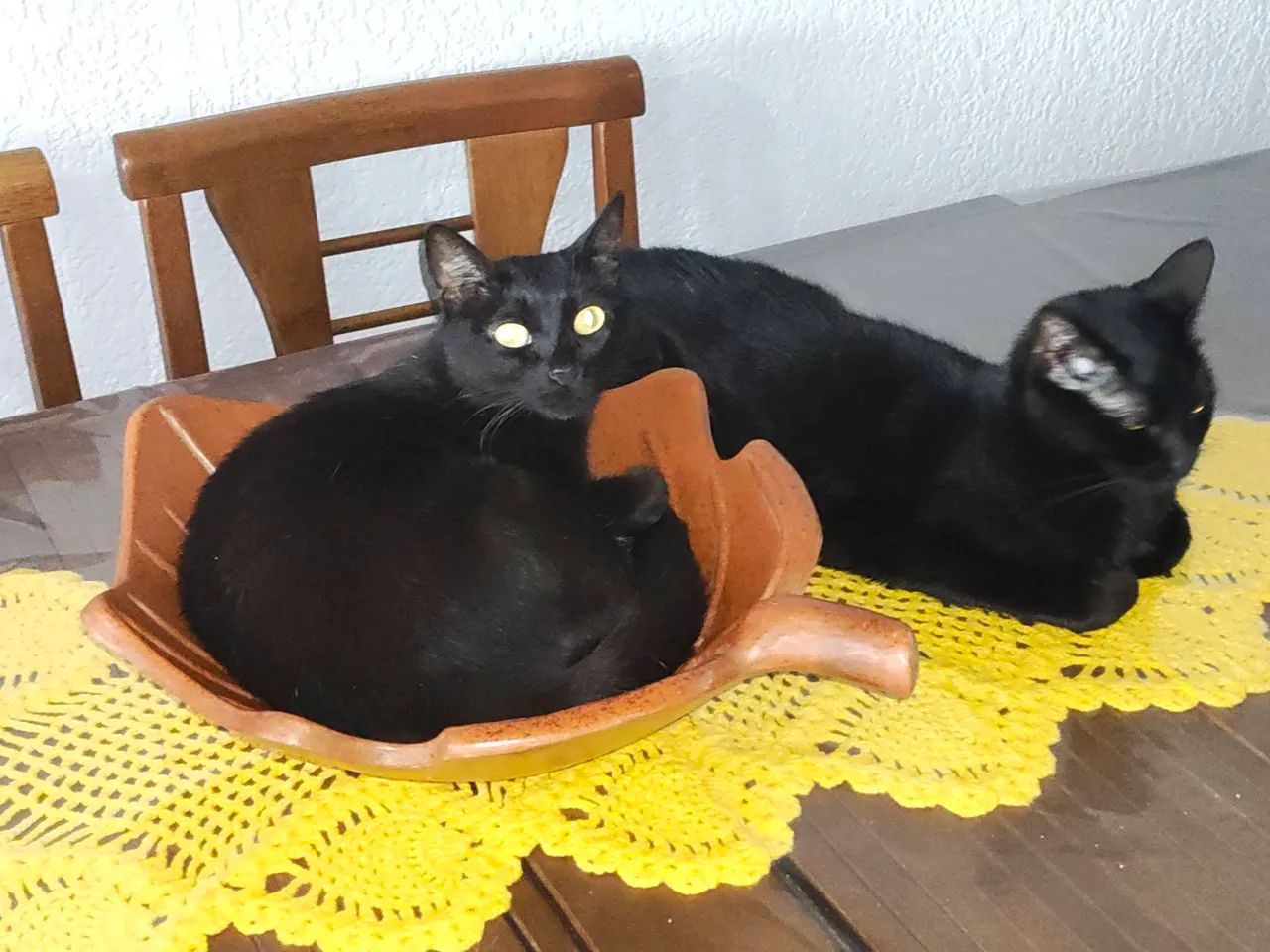 Doa-se gatinhas - Foto 2