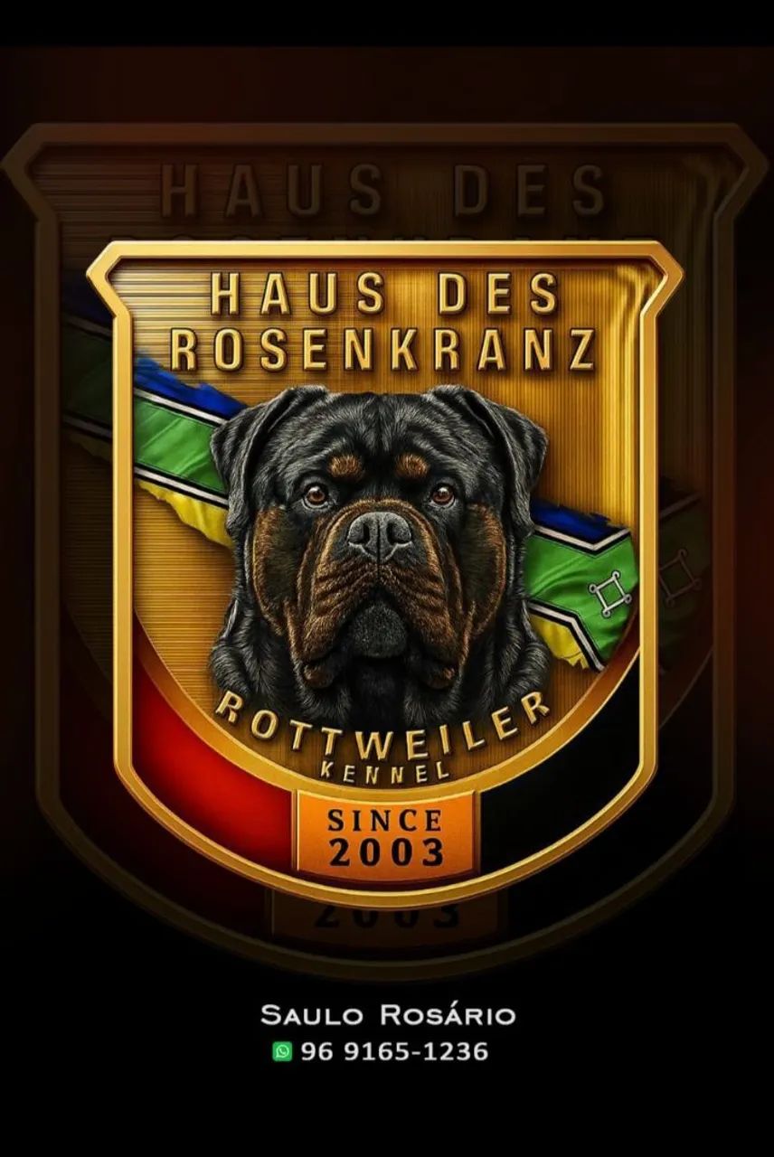 Vendo filhotes de Rottweiler Puros.  - Foto 5