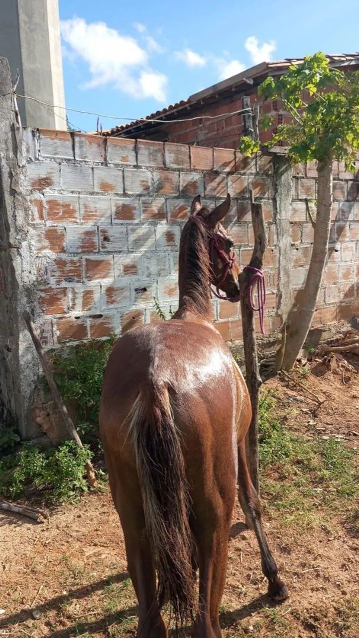 Vende-se ou troca porda bem mestiça de manga larga apenas 8 mês  - Foto 4