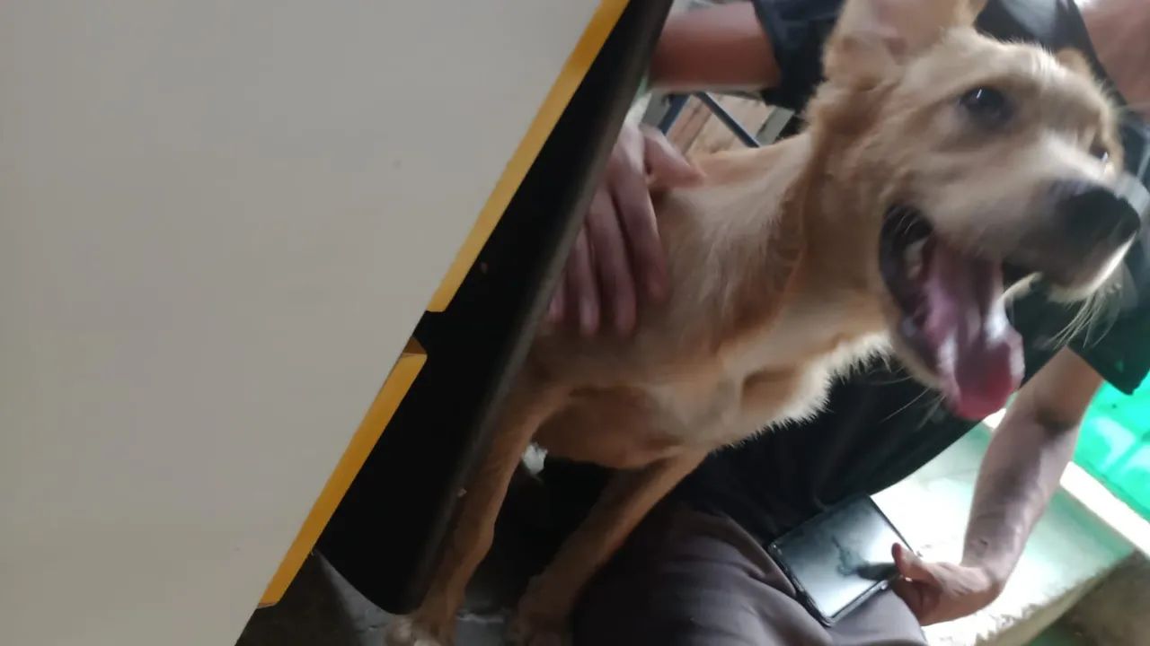 Cachorro - Foto 4
