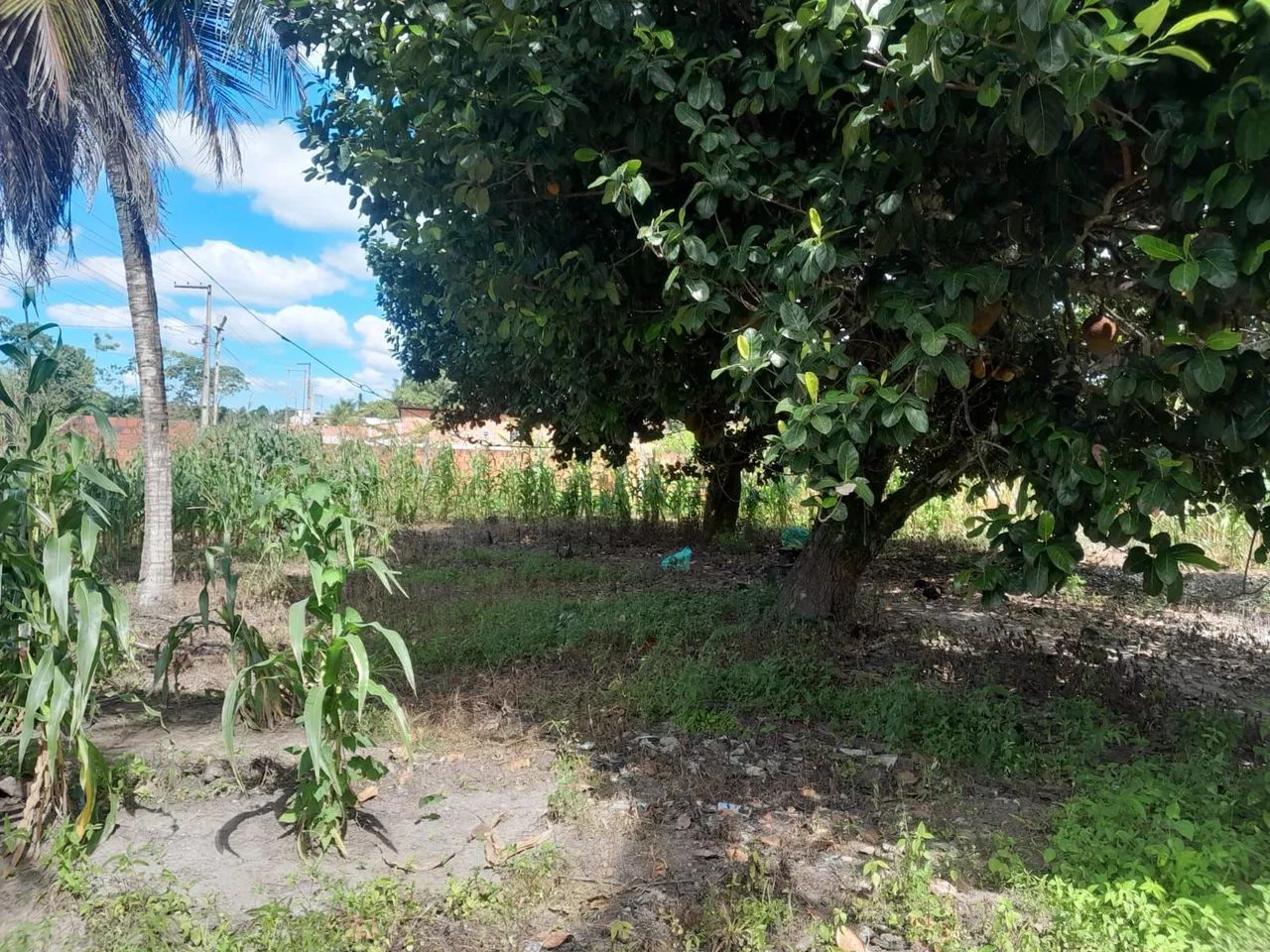 VENDO LOTE - POVOADO ESTREITO | CAPELA/SE <br> - Foto 3