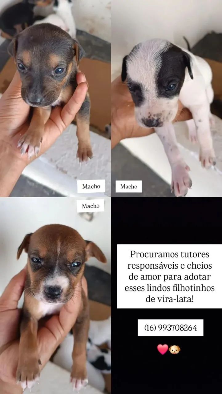 Doação de filhotes - Foto 2