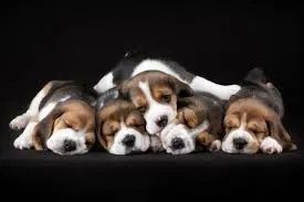 Beagle nunca perde um cheiro.