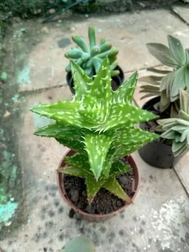 Suculentas e cactos - Foto 4