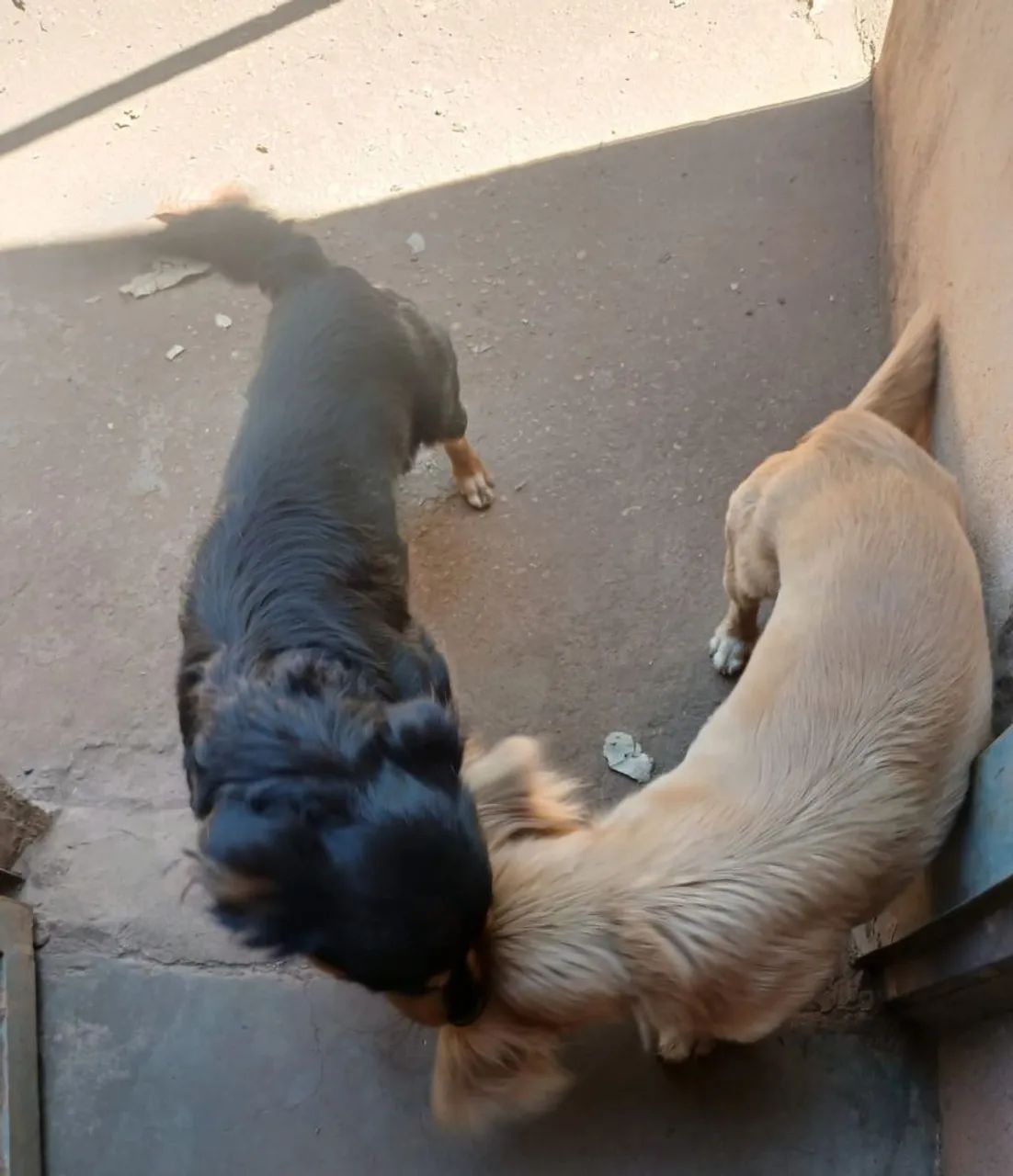 Doa-se cachorros - Foto 4