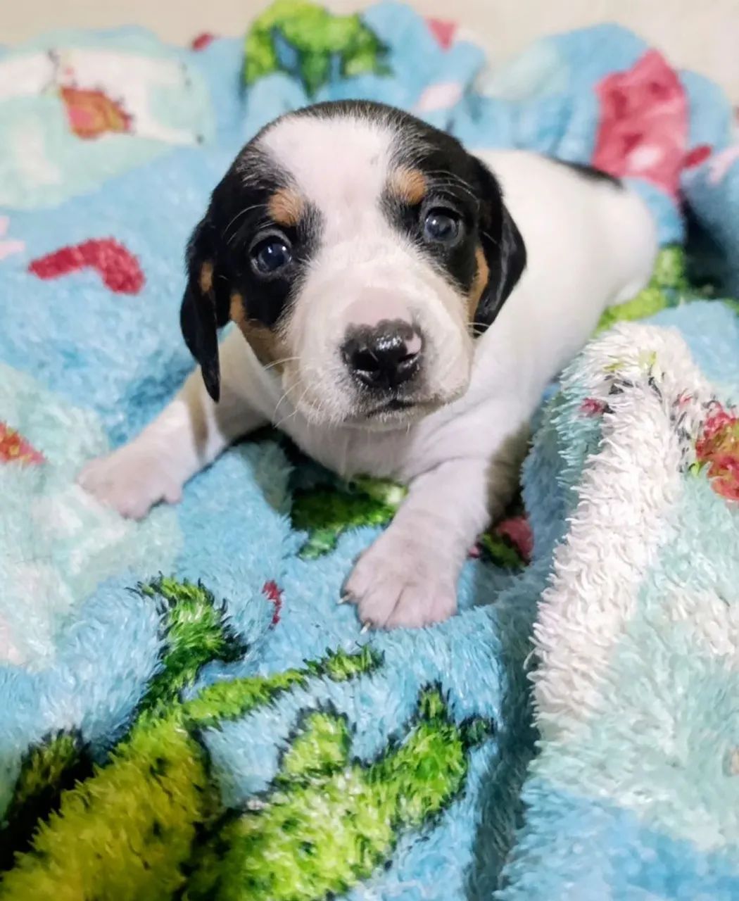Bebês Dachshund  - Foto 3