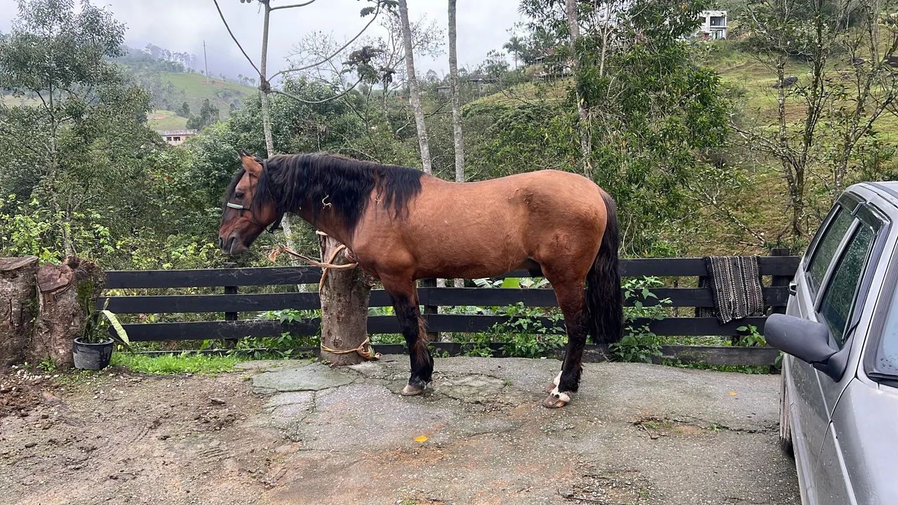 Cavalo 