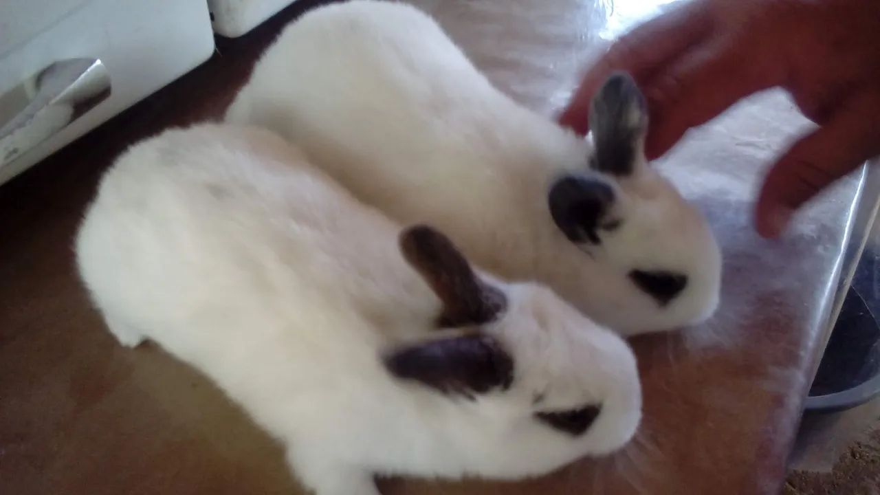 Coelhos Mini e também comuns - Foto 3