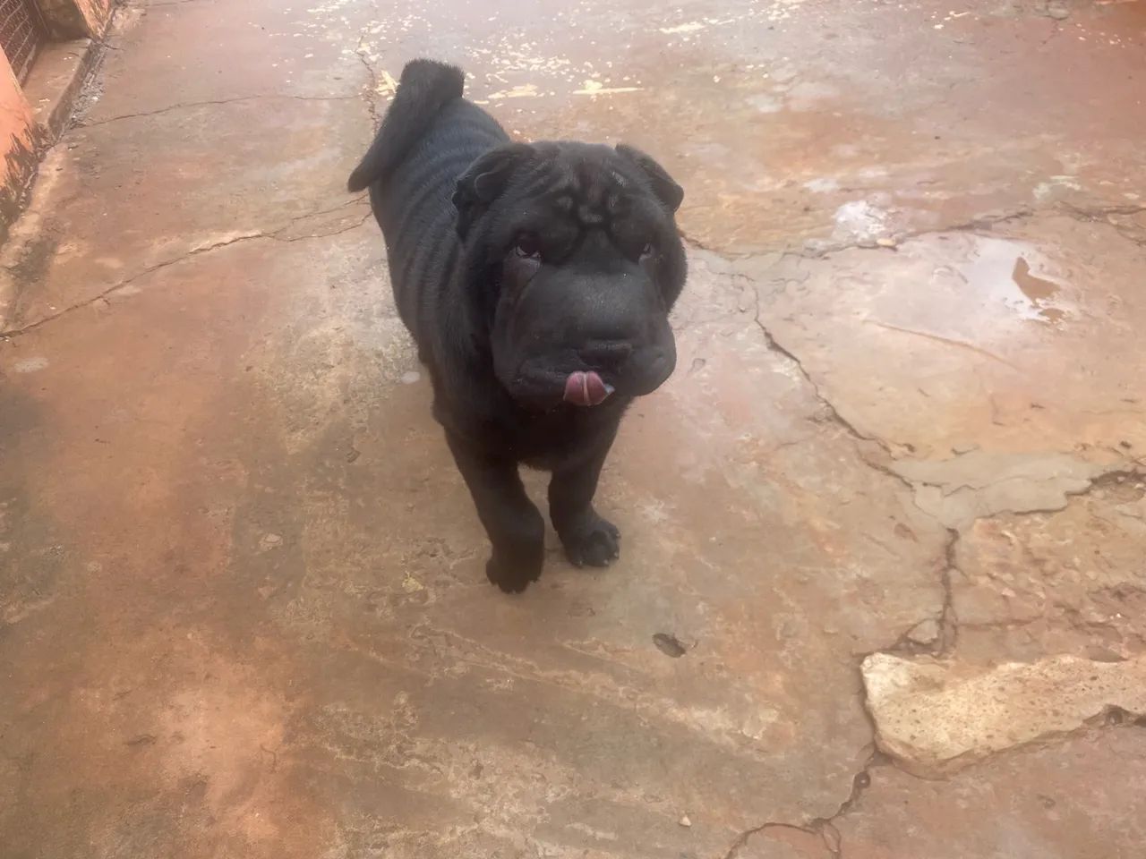 Shar pei - Foto 5