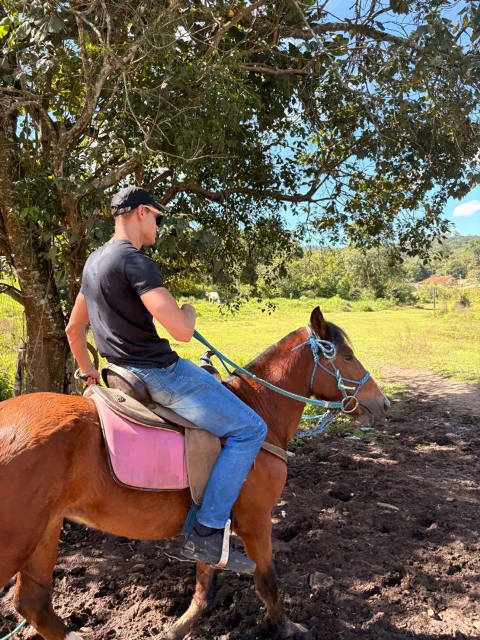 Cavalo Mangalarga Marchador Mineiro com Crioulo  - Foto 6