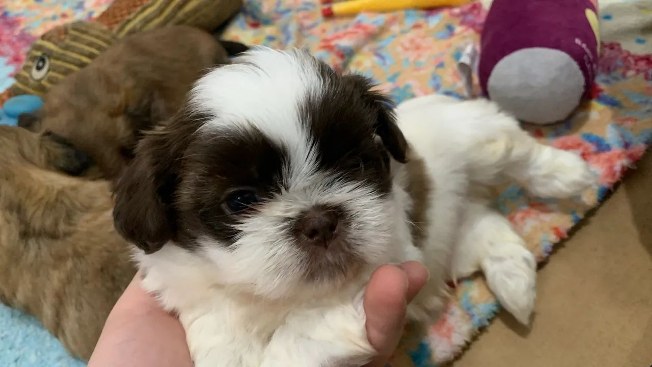 Shihtzu disponíveis - Foto 2