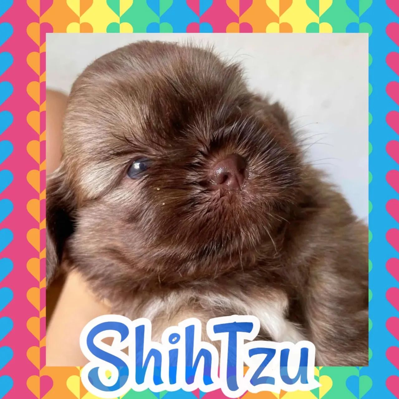 Shihtsu macho lindíssimo 