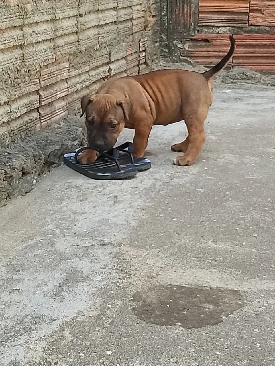Venda - Foto 5