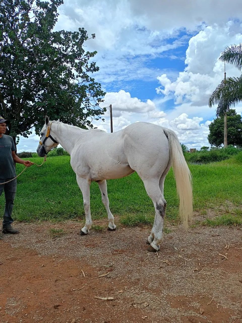 Cavalo quarto de milha - Foto 3