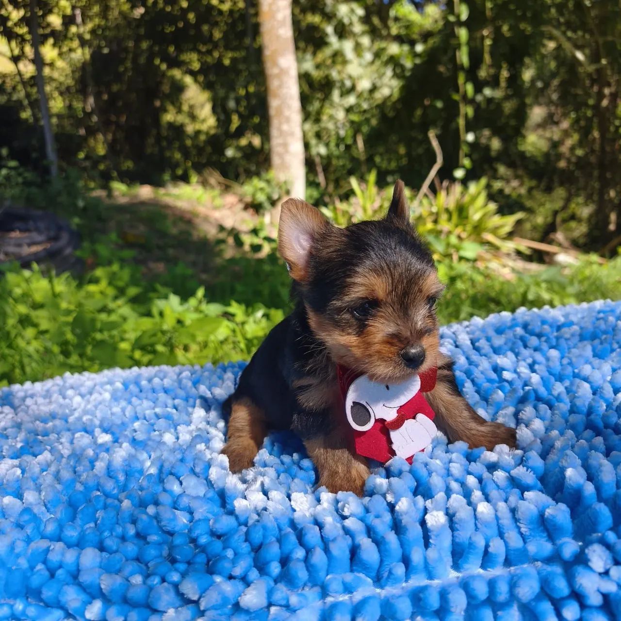Shih tzu  - Foto 3