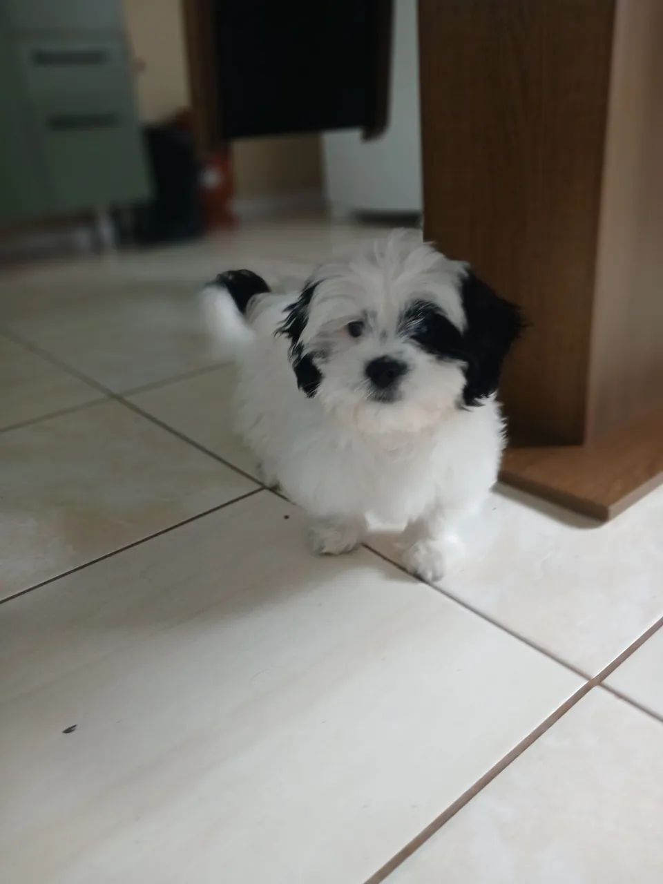 Lhasa apso - Foto 2
