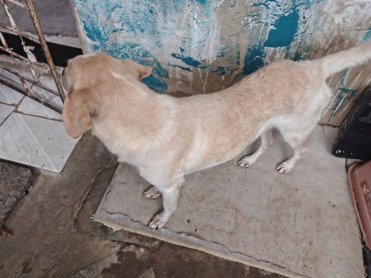 Cachorra pra doação - Foto 2