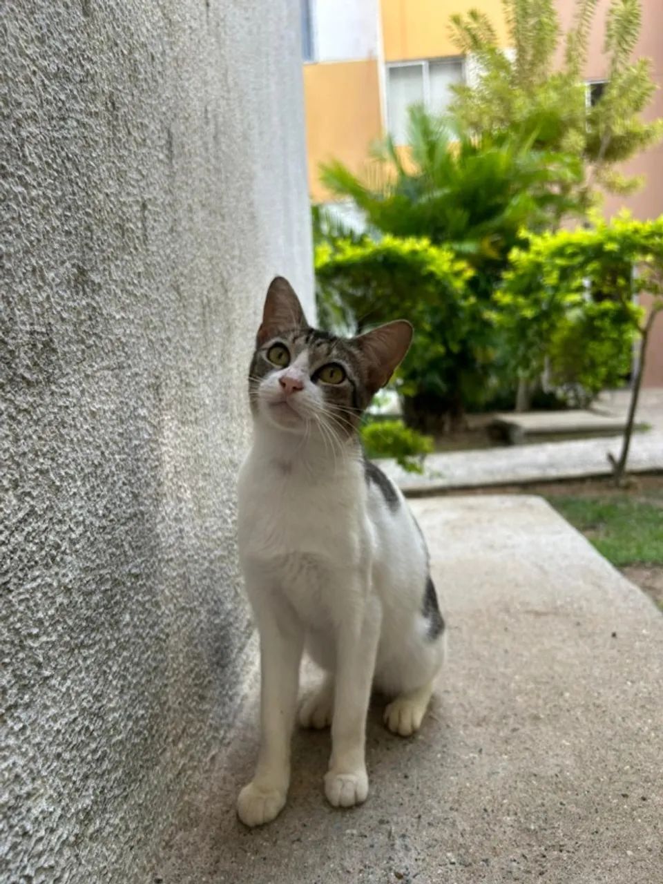 Gatinha castrada - Foto 3