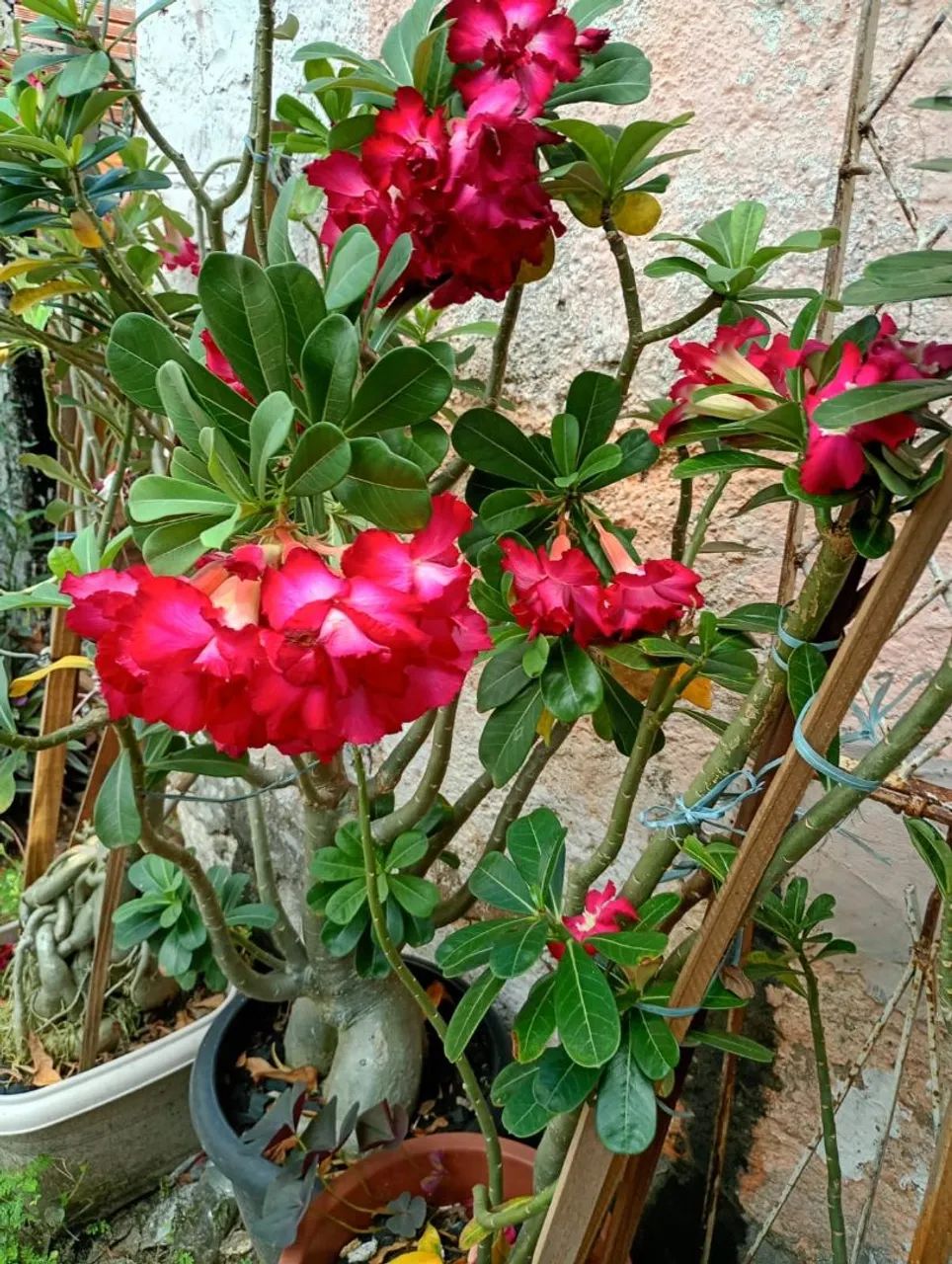 Rosa do Deserto  - Foto 3