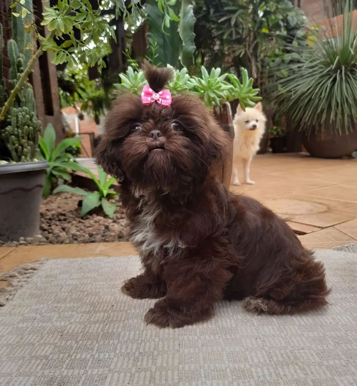 Shih tzu - Foto 4