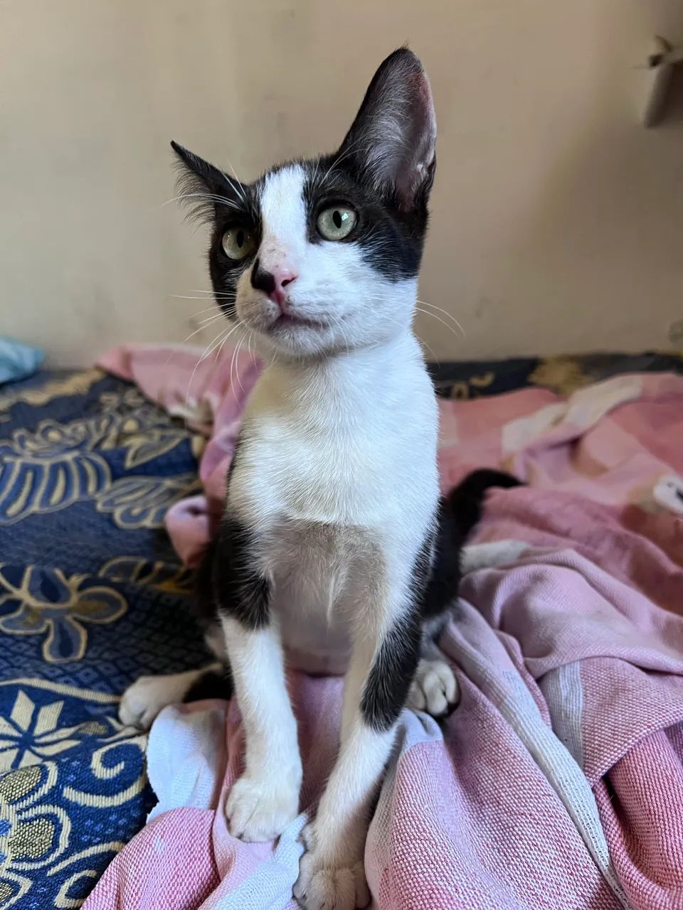 Gatos para adoção  - Foto 6