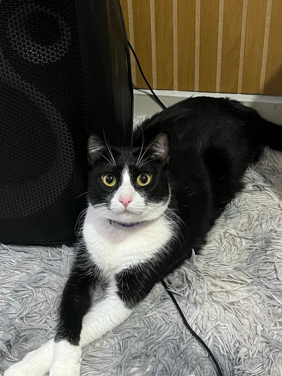 Doação de gatinha