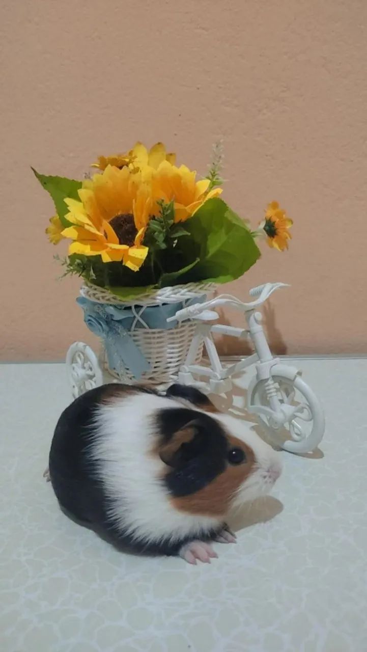 Porquinho da índia  - Foto 4