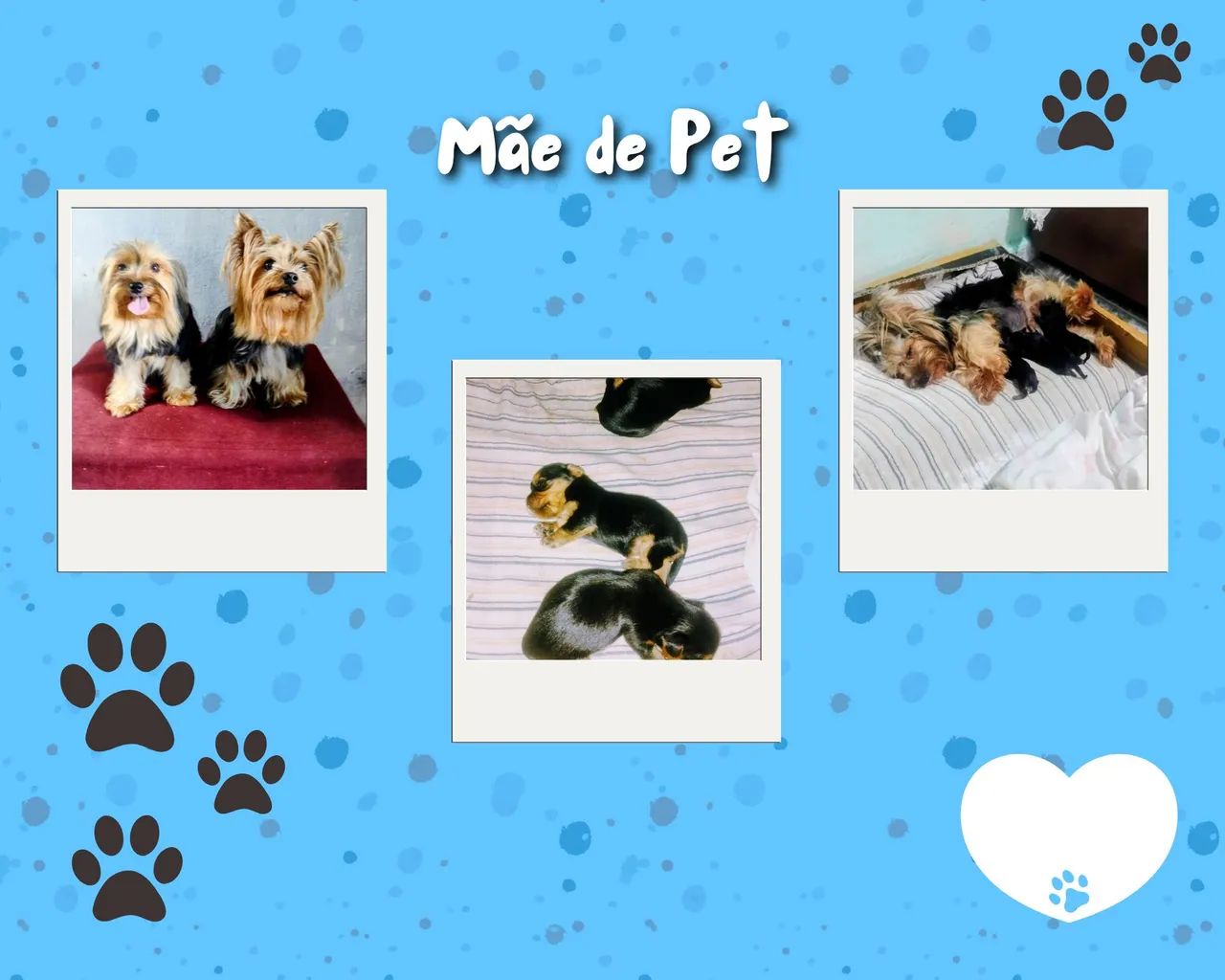 Yorkshire micro terrier - Foto 2