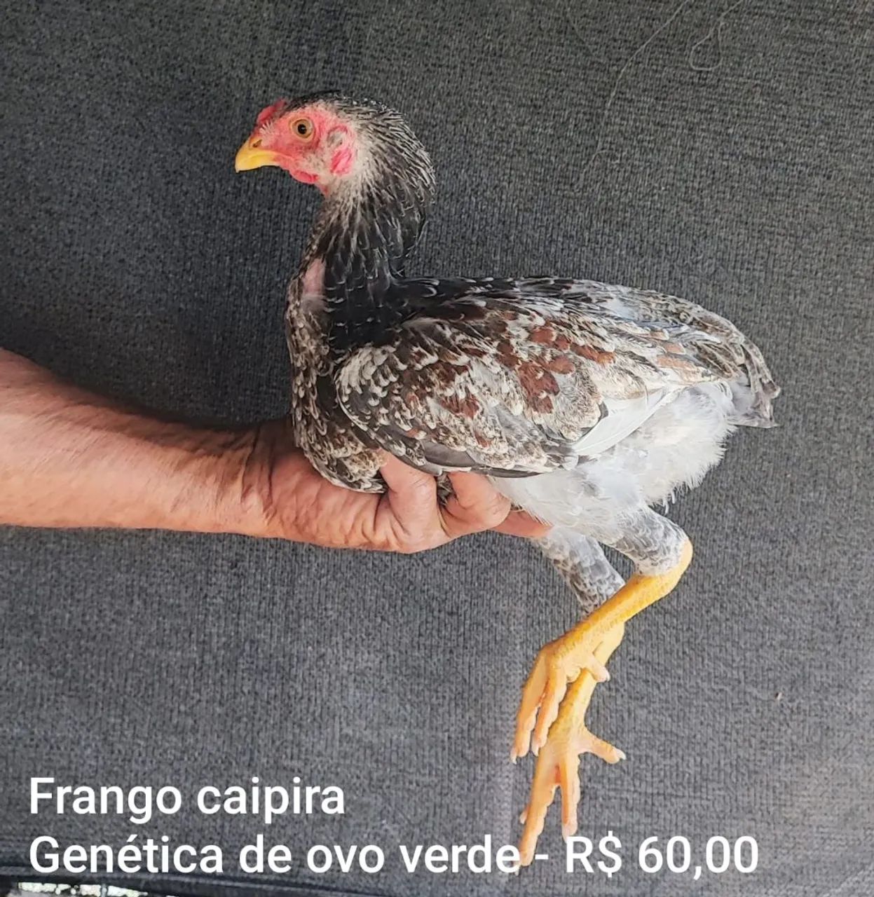 Galinha que bota ovo verde - Fase de Postura - Foto 5