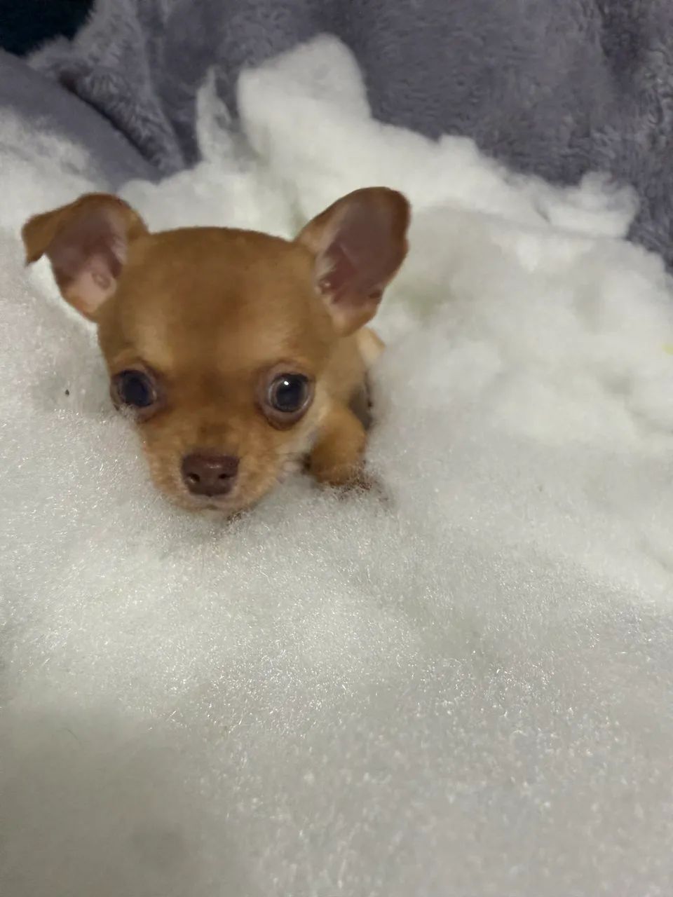 Chihuahua  - Foto 5