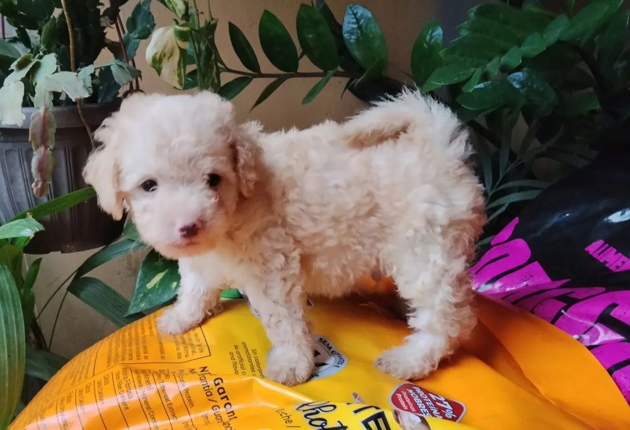 Poodle  - Foto 2