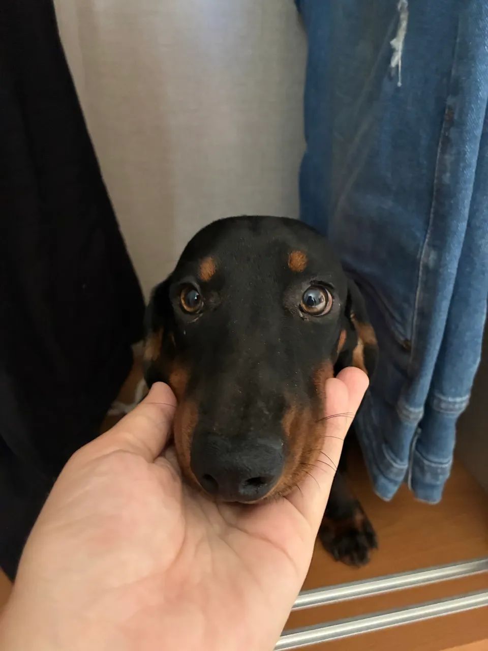Vende-se salsicha macho - Foto 4