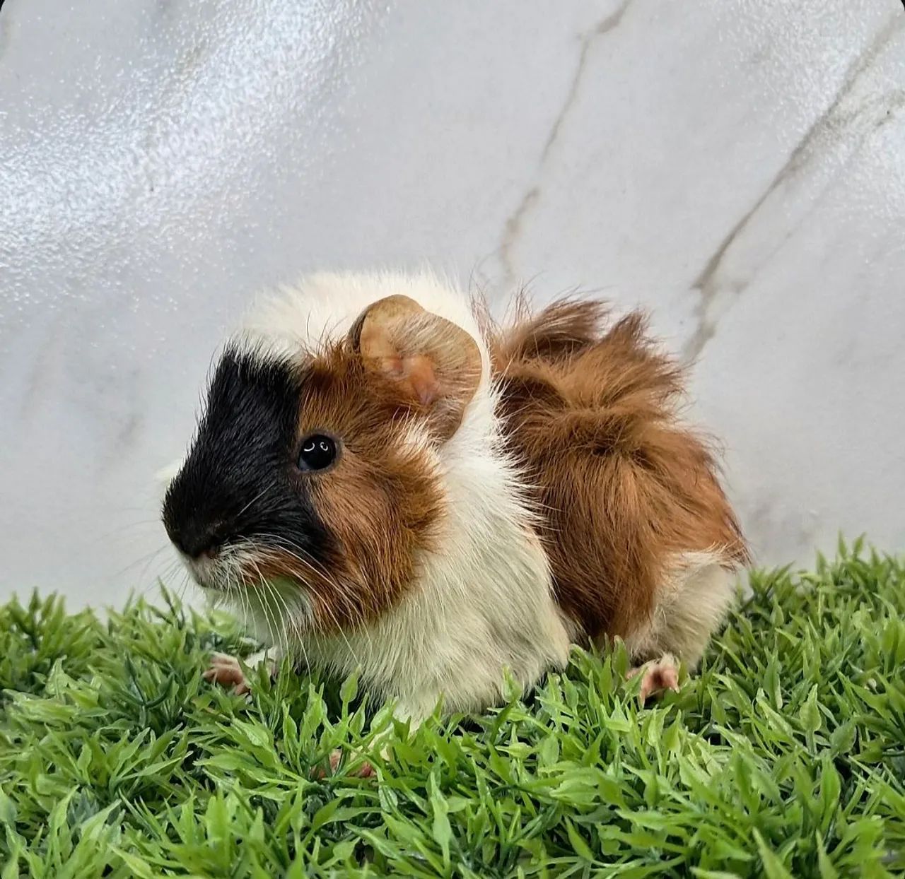 Porquinho da india