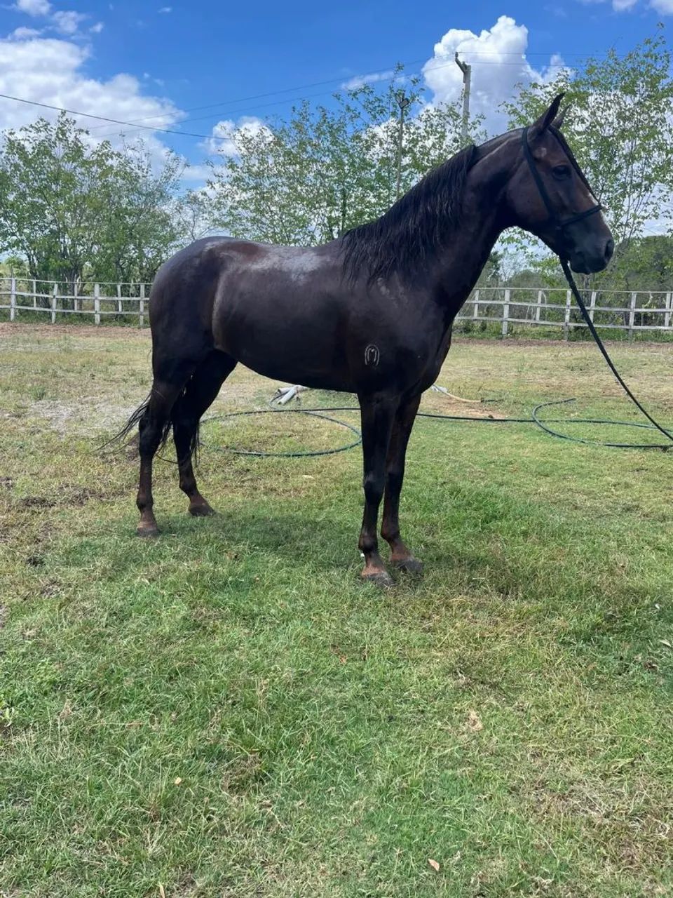 Cavalo marcha picada  - Foto 5